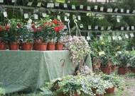 Mostra-mercato Vanzo Floreale 2009